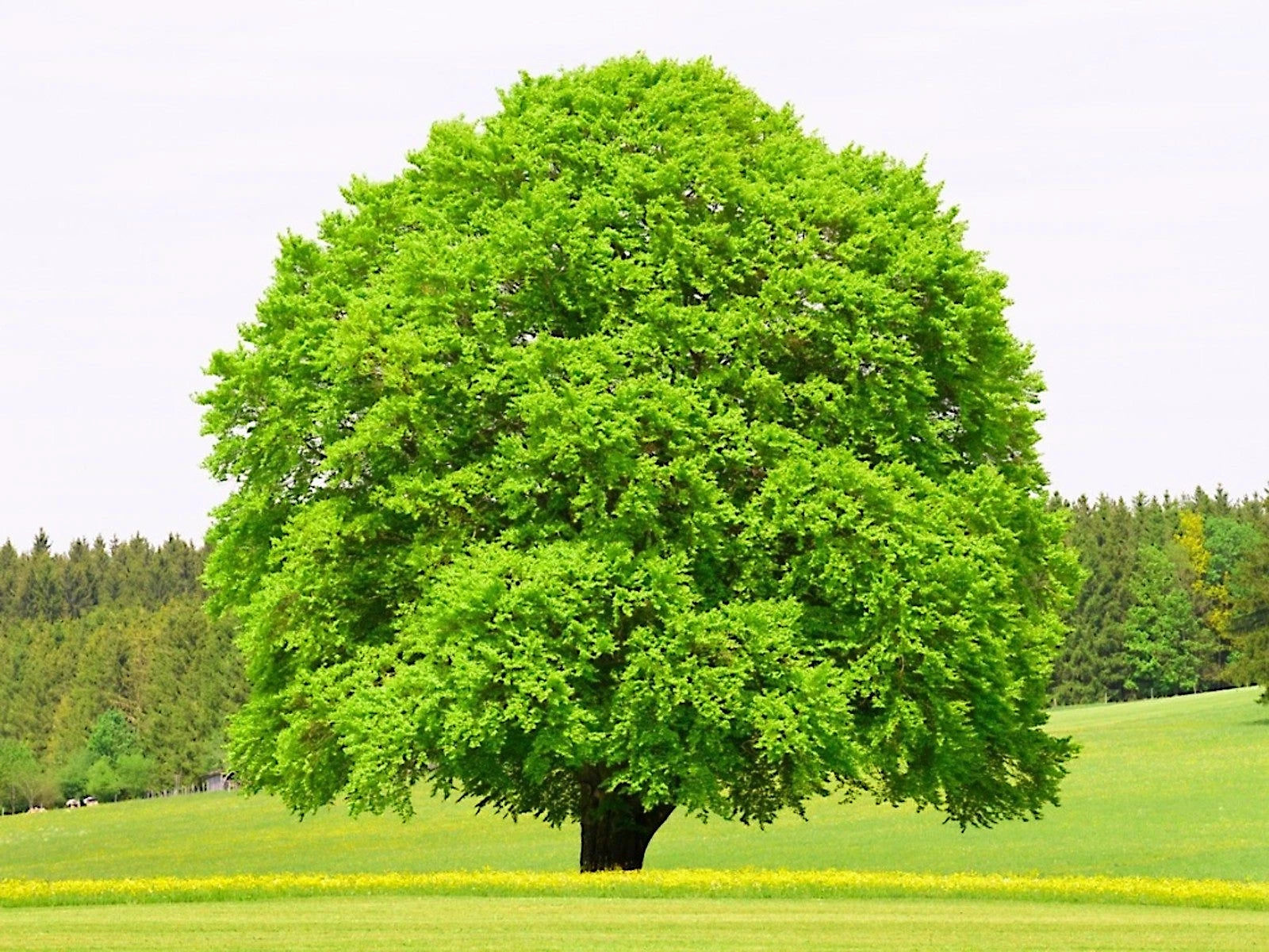 Large green American Beech tree in a grassy field with a clear sky
