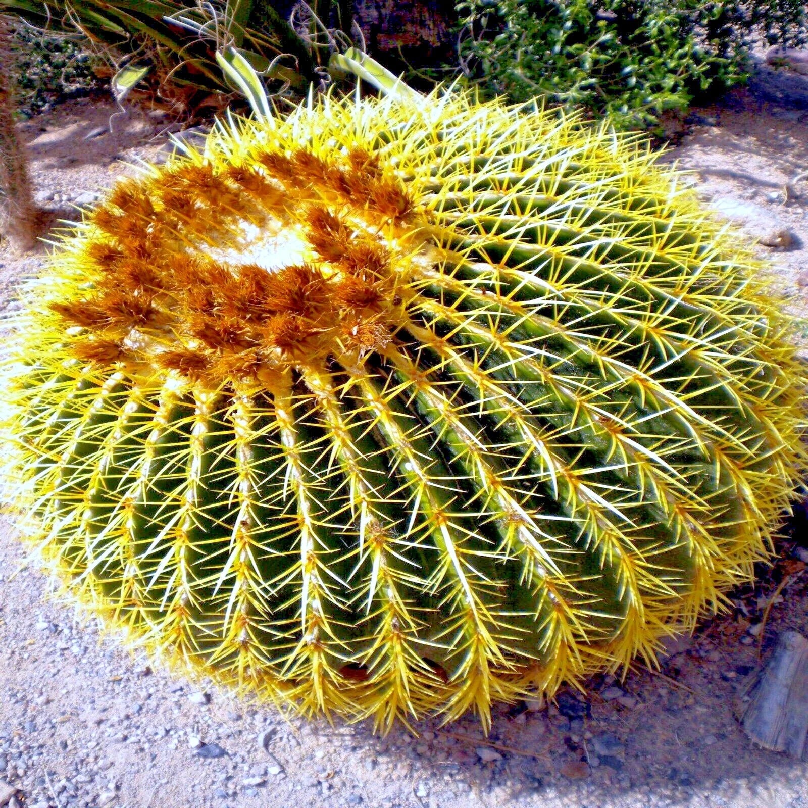 Gold barrel cactus with bright yellow spines on a blurred natural background. (Echinocactus grusonii)