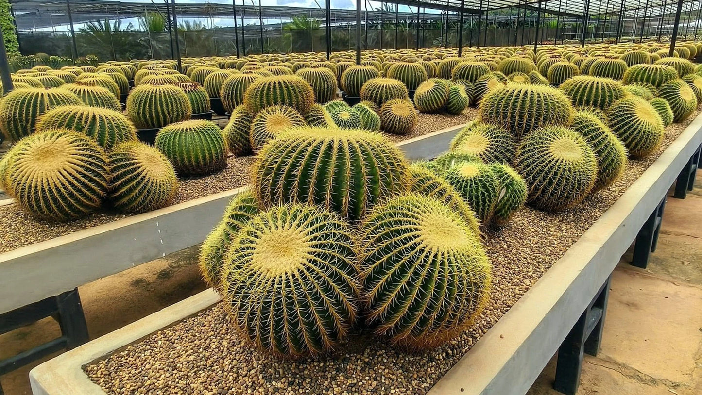 Row of Golden Barrel cacti in pots on a wooden floor in a greenhouse setting