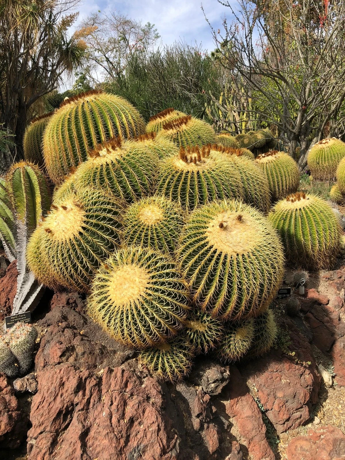 Golden barrel cacti on a rocky surface with a natural background