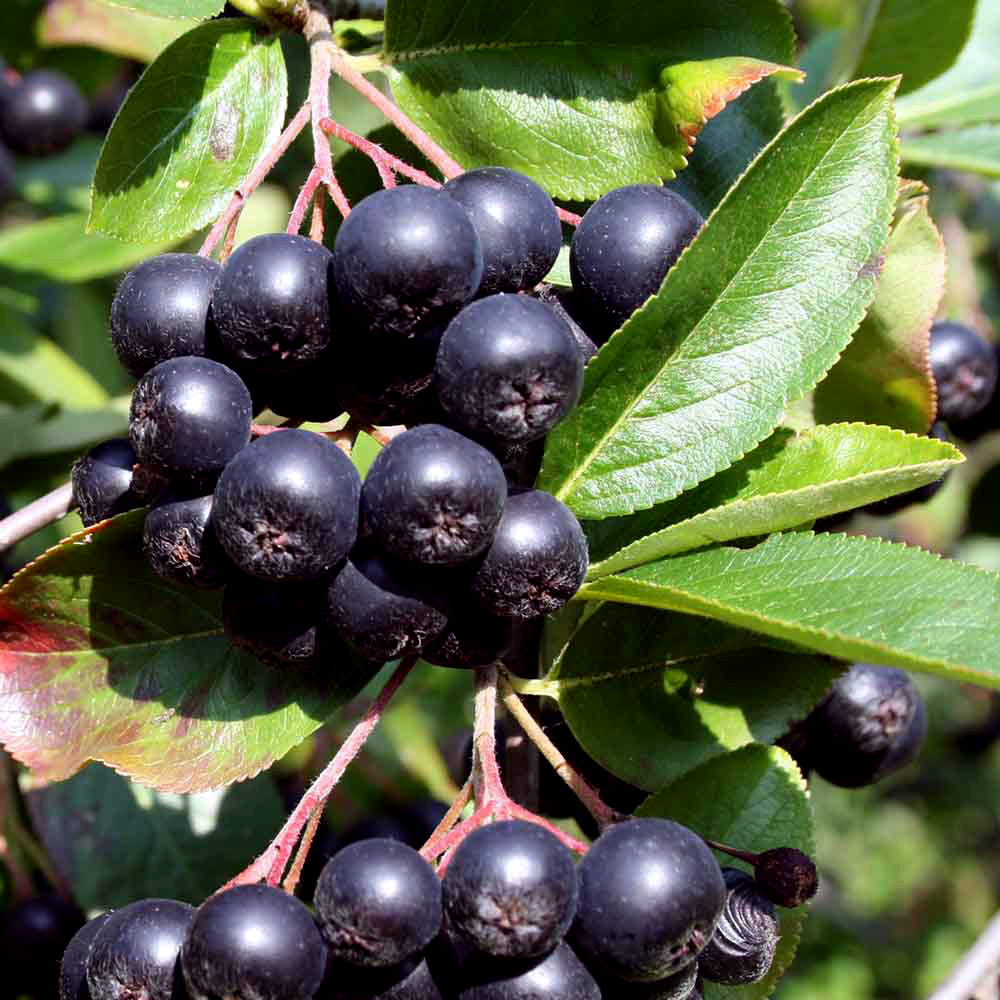 Close-up of black Chokeberries with green leaves. (Aronia melanocarpa)