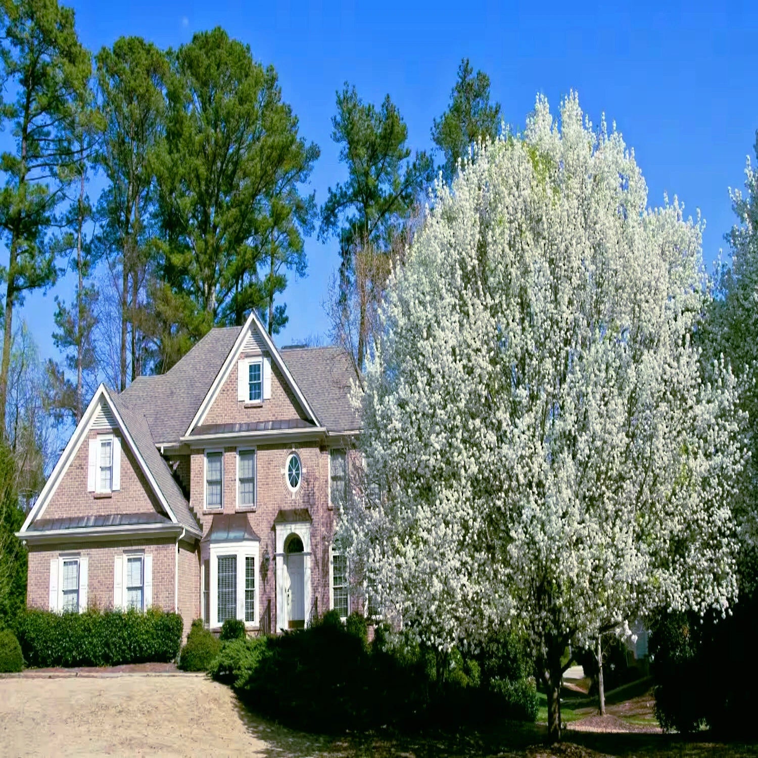 Two-story brick house with a white flowering Bradford Pear tree in front on a clear day. (Pyrus calleryana)