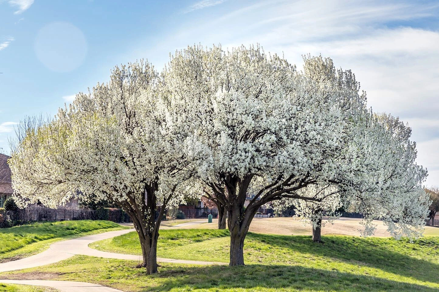 Three large Bradford Pear trees with white blossoms in a park-like setting with a clear blue sky.