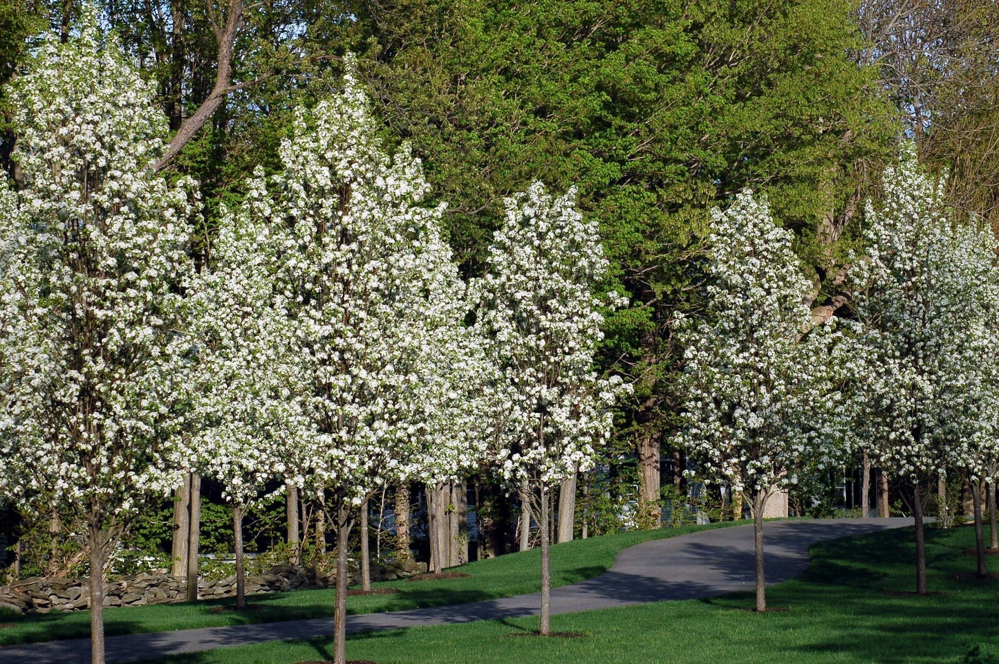 Row of Bradford Pear trees with white blossoms in a park setting