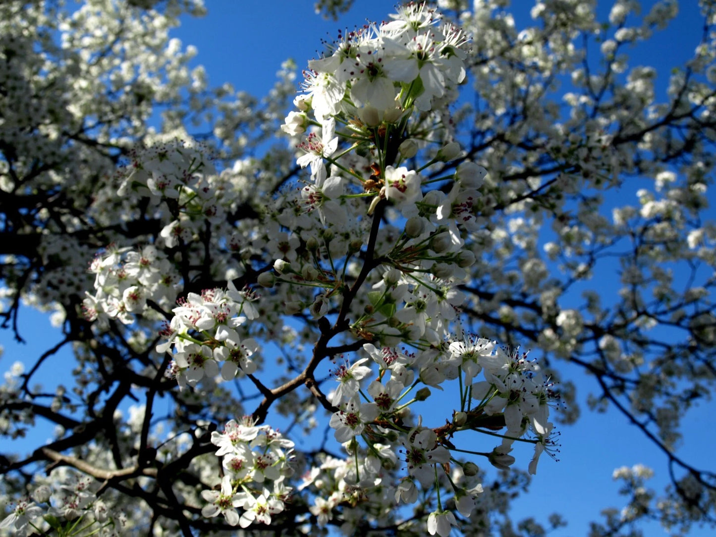 White blossoms on a Bradford Pear tree against a clear blue sky