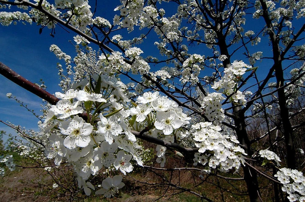 White Bradford Pear flowers on a tree branch against a blue sky