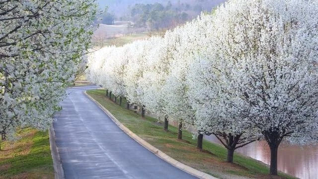 Road lined with Bradford Pear trees in full bloom on a sunny day. (Pyrus calleryana)