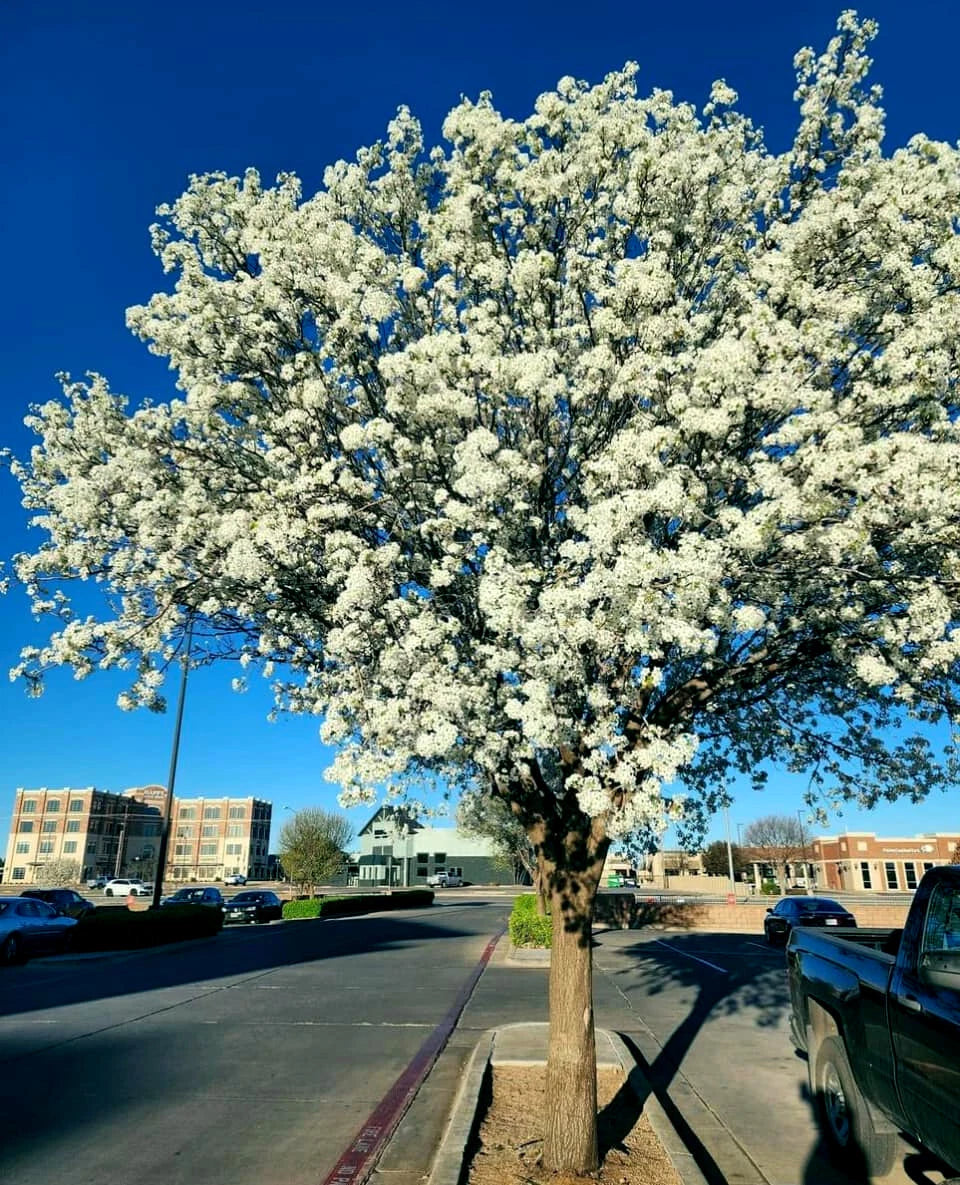 Flowering Bradford Pear tree on a city street with buildings and cars in the background