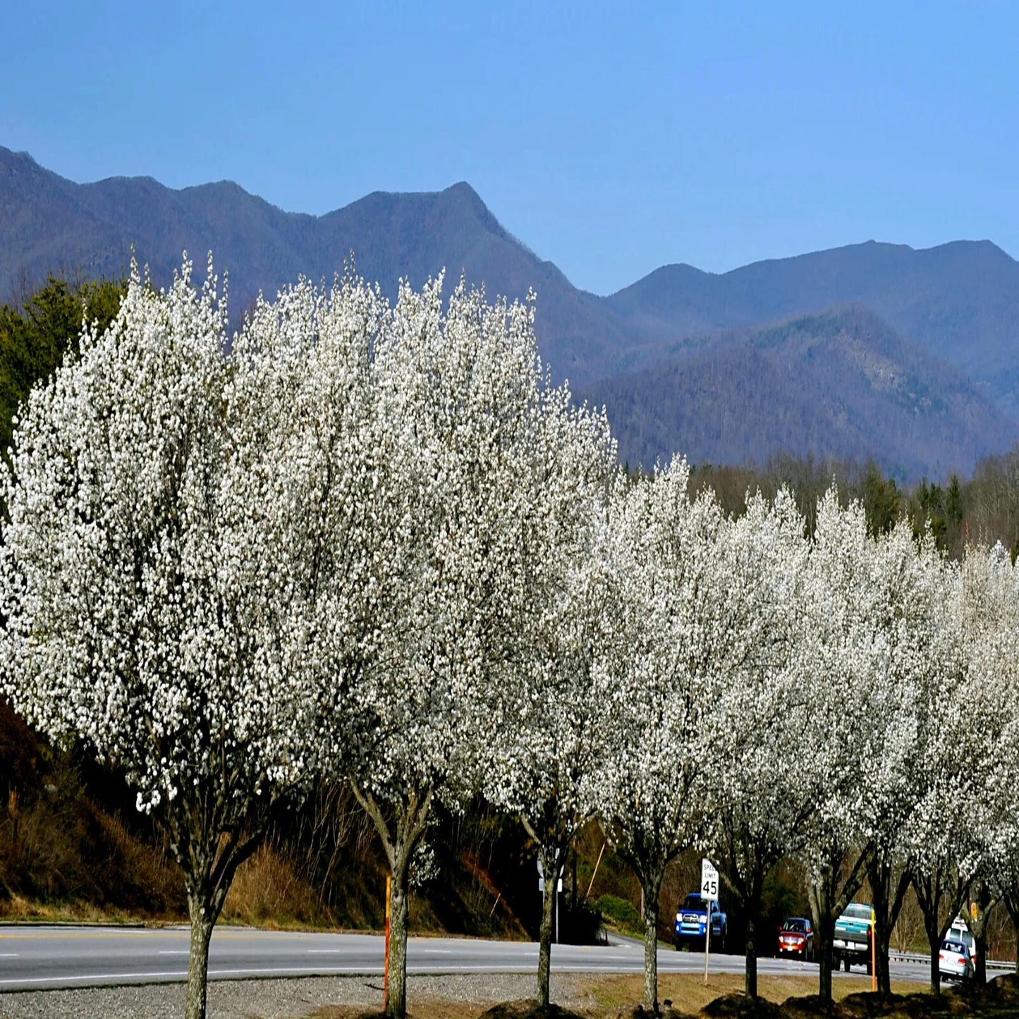 Bradford Pear trees with white blossoms along a road with mountains in the background. (Pyrus calleryana)