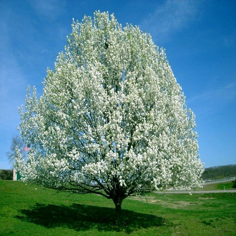 Large Bradford Pear tree with white blossoms in a grassy area under a clear blue sky. (Pyrus calleryana)