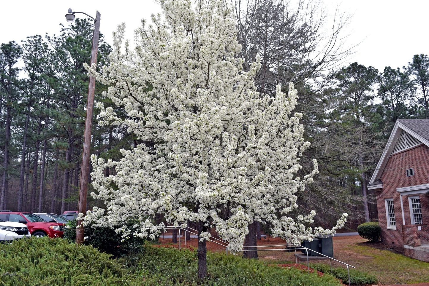 Flowering Bradford Pear tree in a parking lot with a building and trees in the background