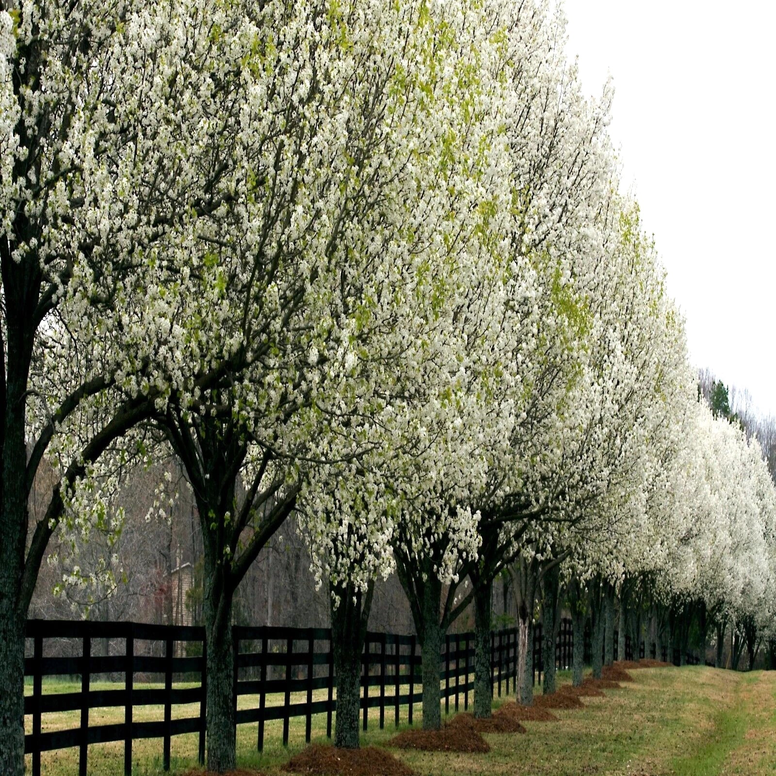 Row of Bradford Pear trees with white blossoms along a fence line. (Pyrus calleryana)