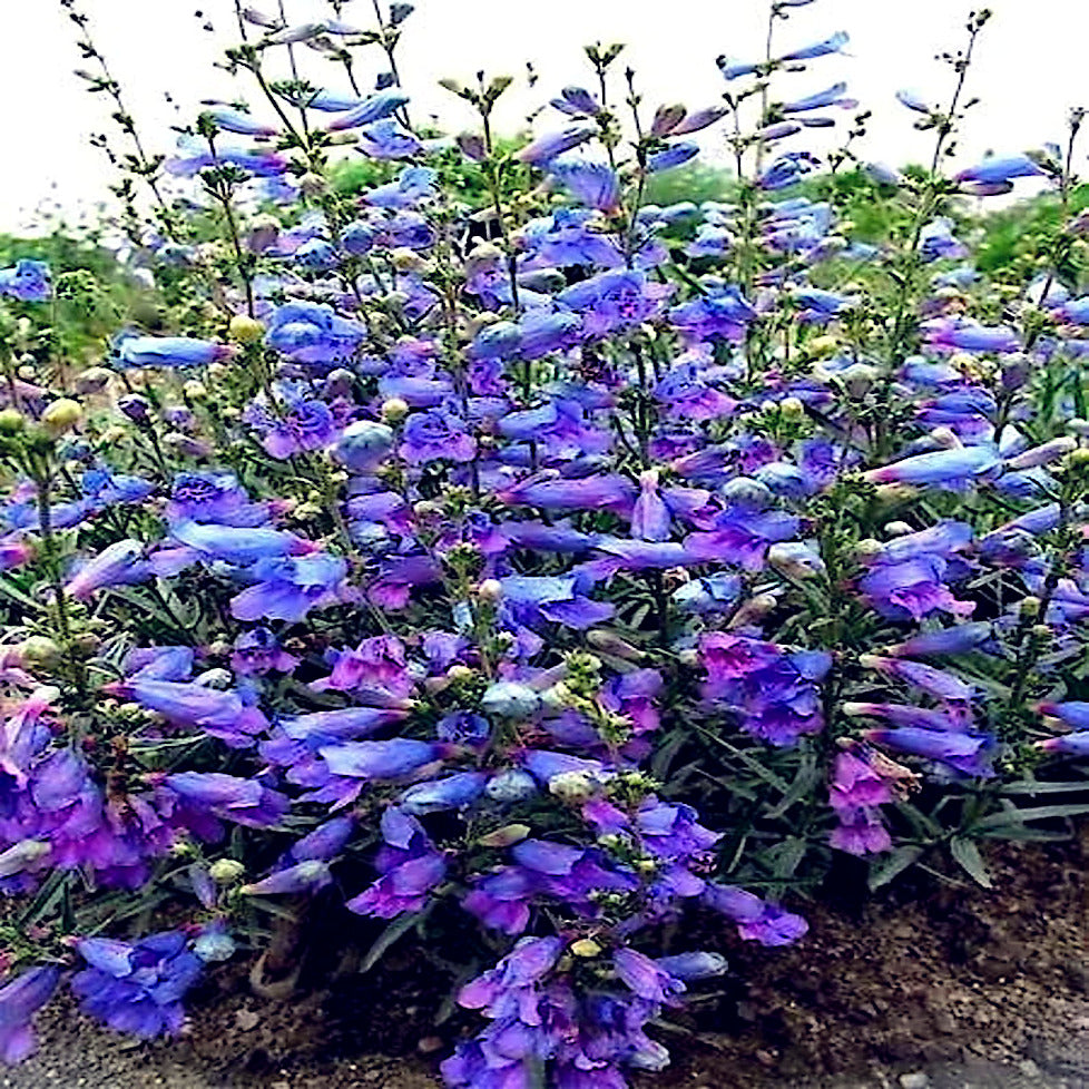 Bouquet of blue and purple Blue Beard tongue flowers with green leaves