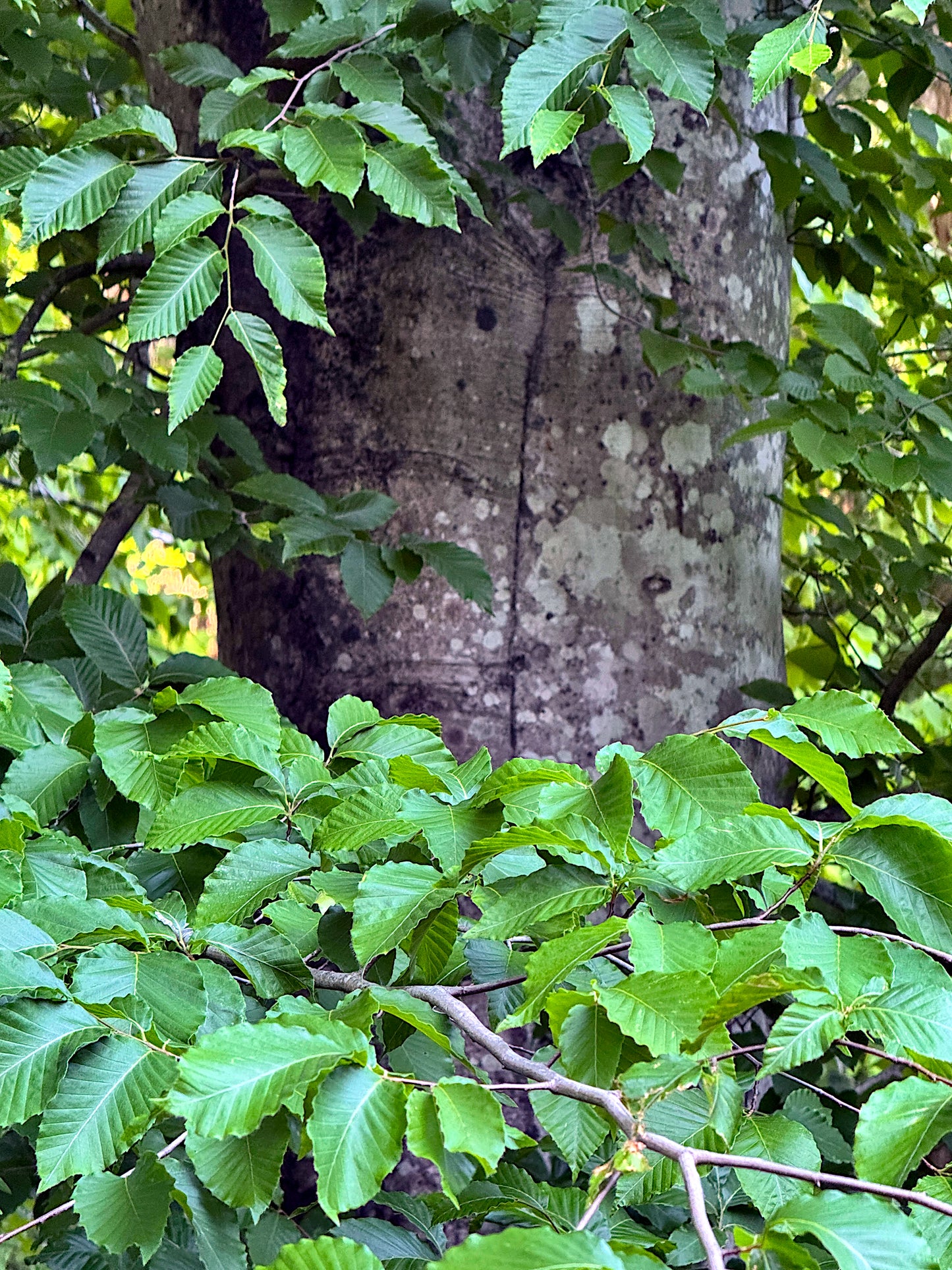 American Beech Tree trunk with green leaves in the foreground