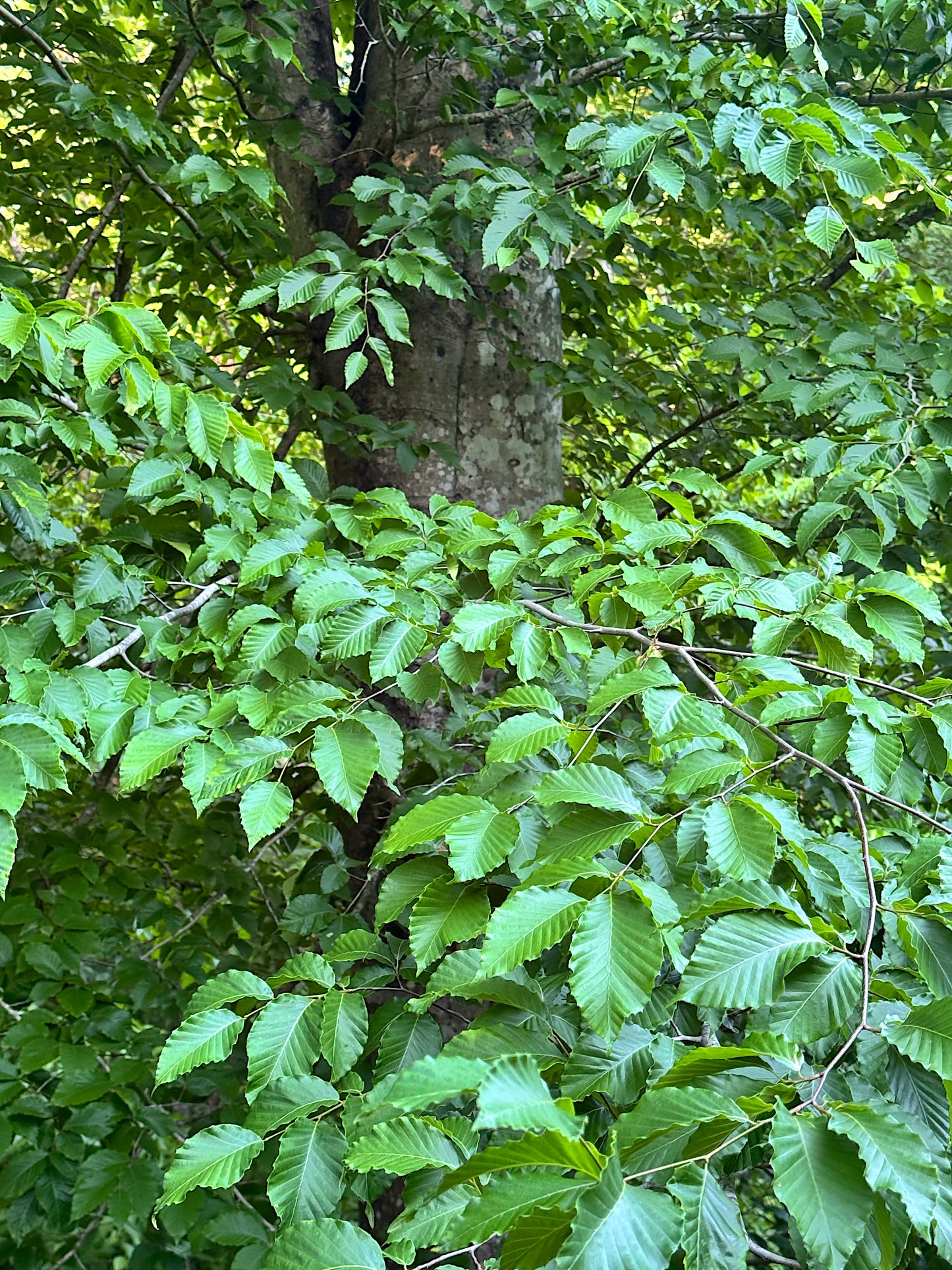 American Beech Tree with green leaves in a forest setting