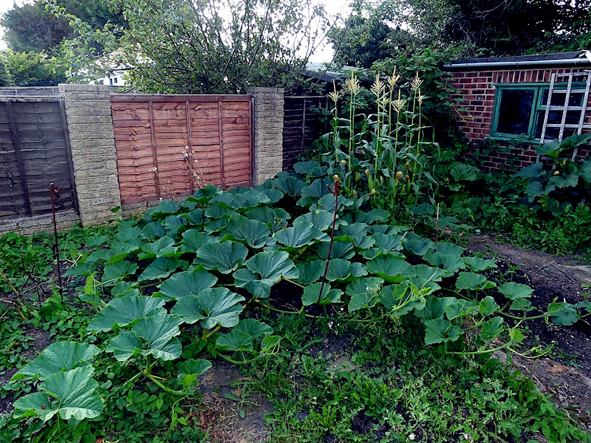 Vegetable garden with large Big Max pumpkin vine plants in front of a wooden fence and brick building. 