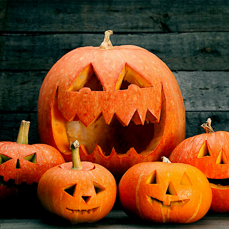 Carved Big Max pumpkins with jack-o'-lantern faces on a wooden background