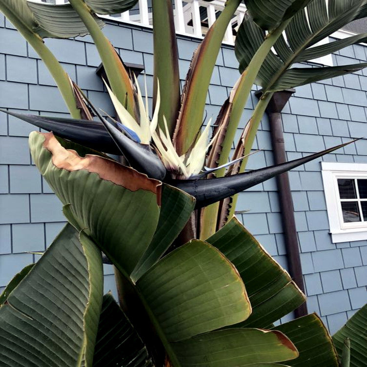 Large green Giant White Bird of Paradise plant with spiky flower and leaves against a blue tiled wall. (Strelitzia nicolai)