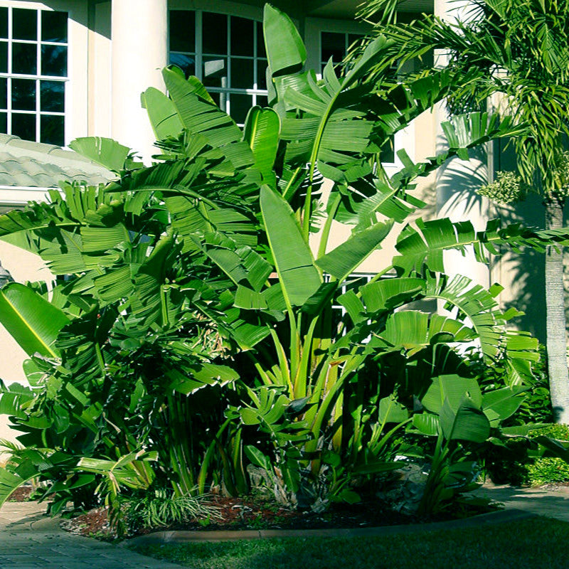 Tropical Giant White Bird of Paradise plants in a garden setting with a building in the background. (Strelitzia nicolai)