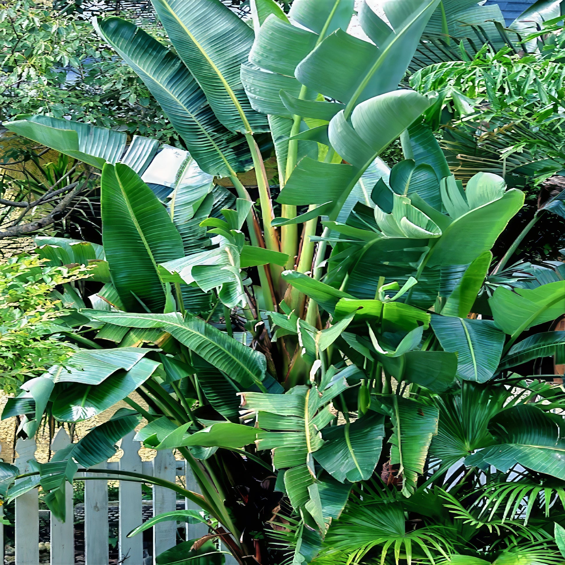 Tropical Giant White Bird of Paradise plants with large green leaves in a garden setting.