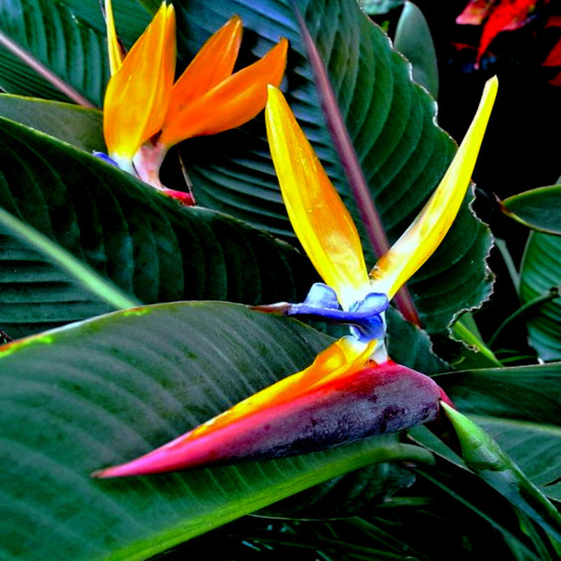 Colorful tropical Orange Bird of Paradise flower with green leaves on a dark background