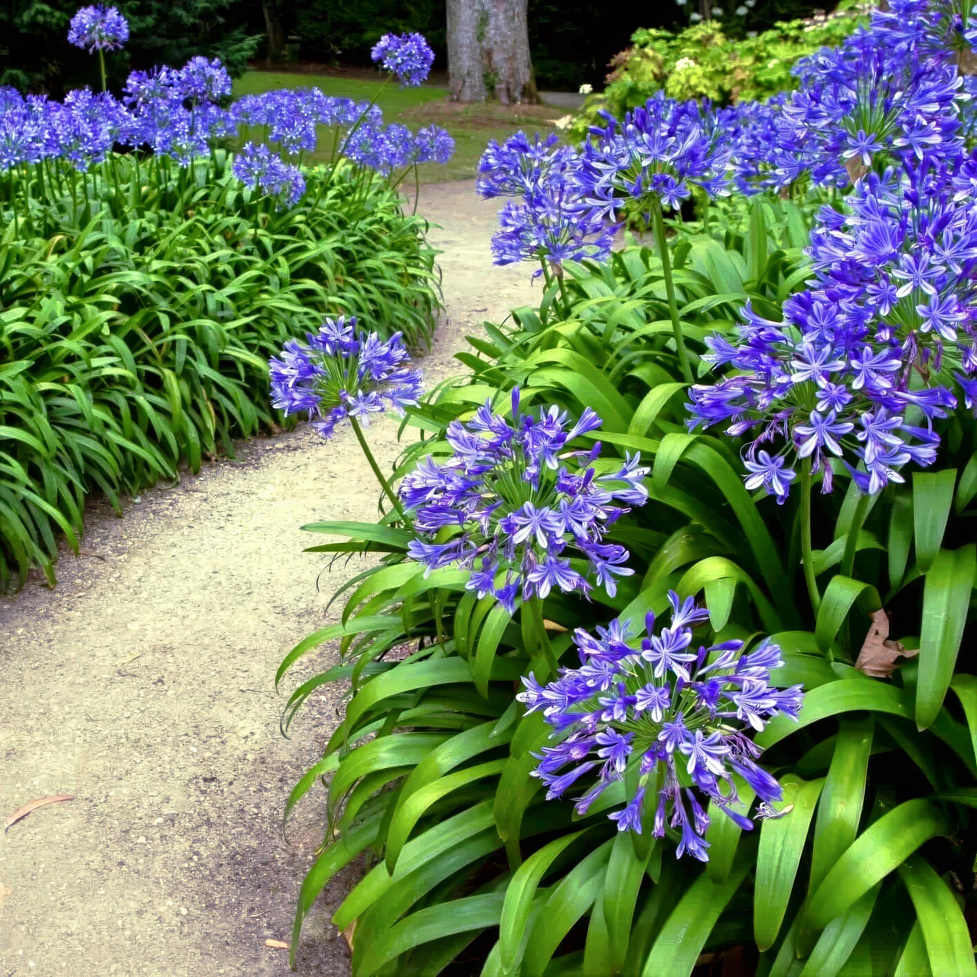 Pathway lined with Dwarf Blue Lily of the Nile flowers and green foliage in a garden setting. (Agapanthus ‘Peter Pan’)
