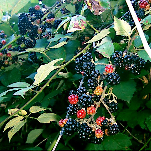 Blackberries and red berries on a branch with green leaves.