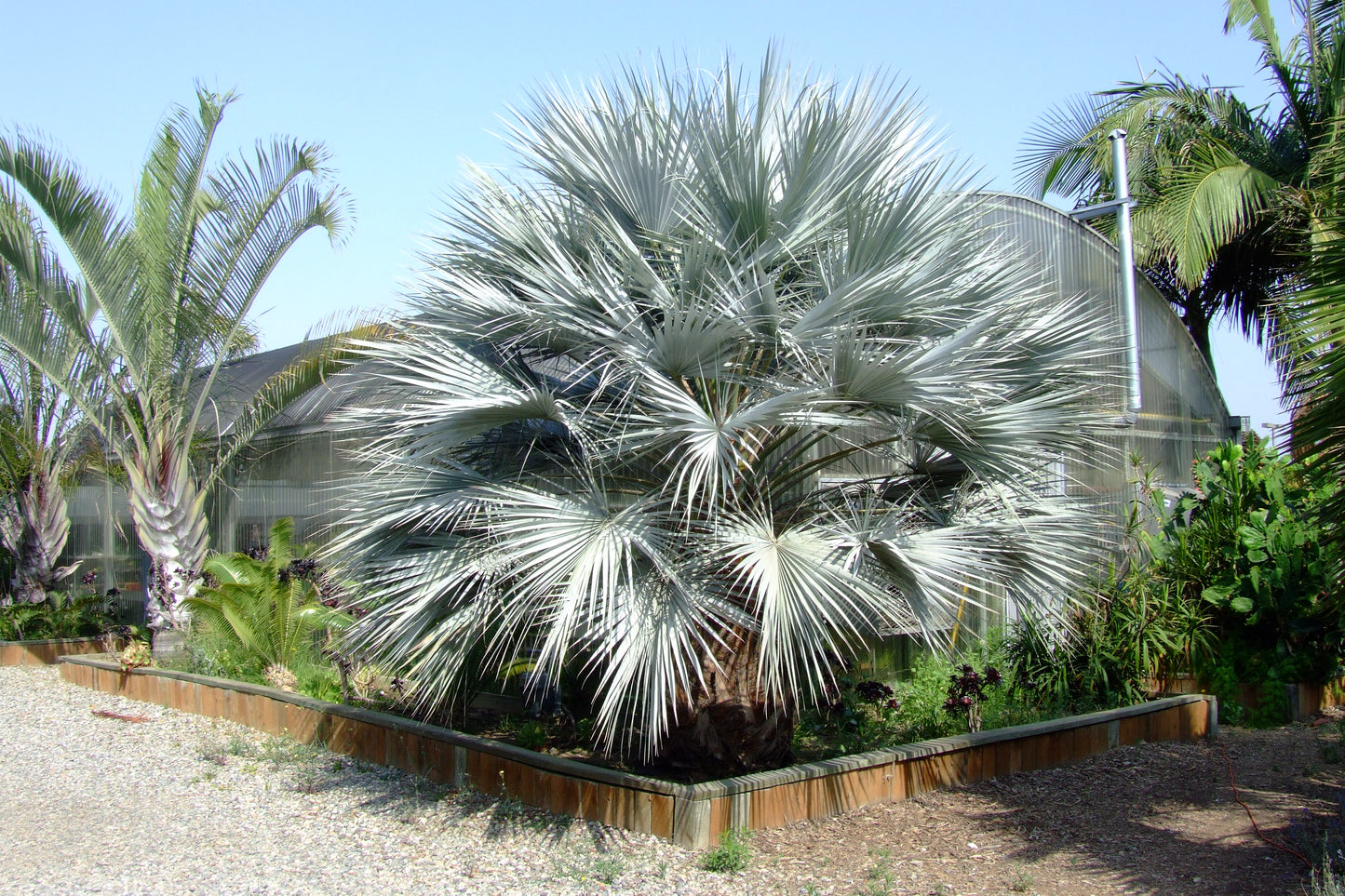 Large Mexican blue fan palm in landscape setting in front of greenhouse. 