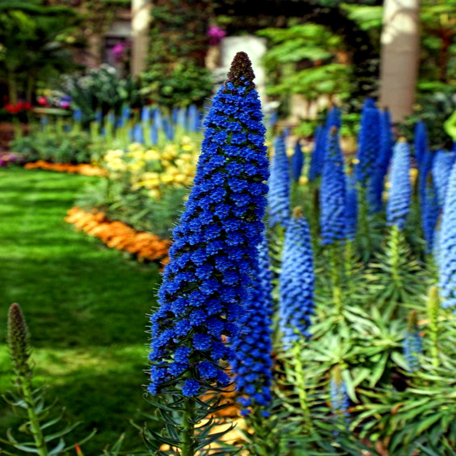 Tall blue Pride of Madeira flower spikes in a garden setting with blurred background. Blue Tower of Jewels, (Echium fastuosum)