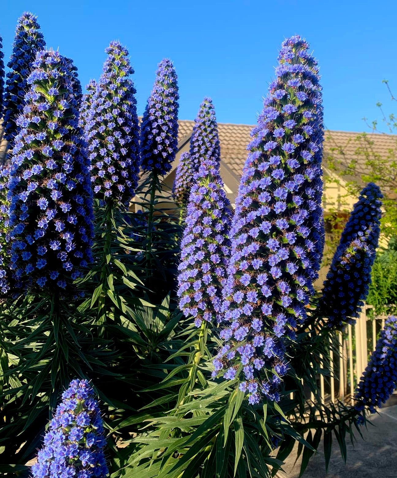 Tall purple Pride of Madeira flowers with green leaves against a clear blue sky.