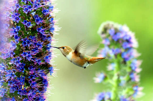 Hummingbird feeding on a purple Pride of Madeira flower with a blurred green background
