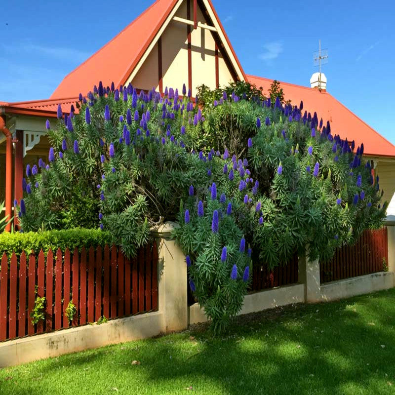 Green Pride of Madeira bush with purple flowers in front of a house with a red roof