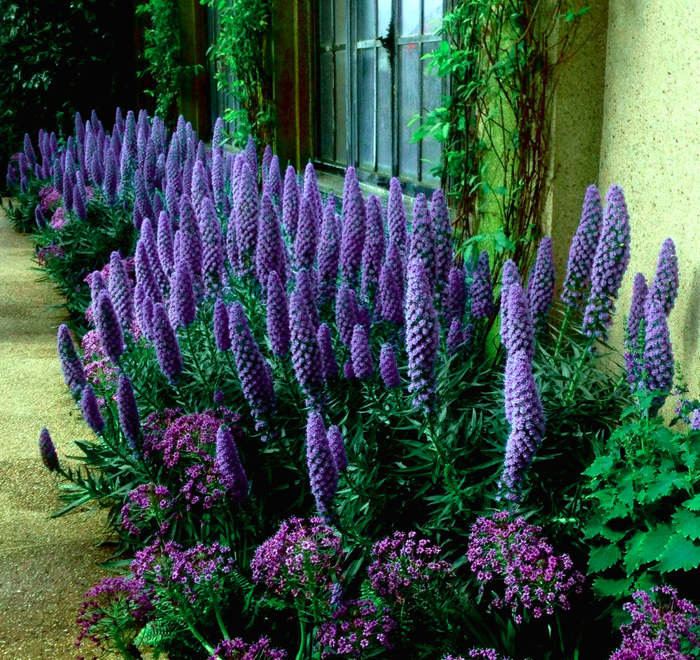 Row of purple flowering Pride of Madeira plants in a garden setting with a building in the background.