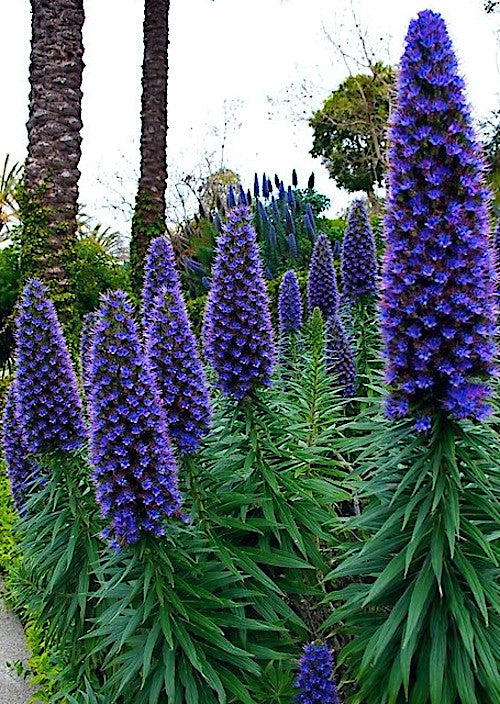 Tall purple Pride of Madeira  flowers with green leaves in a garden setting