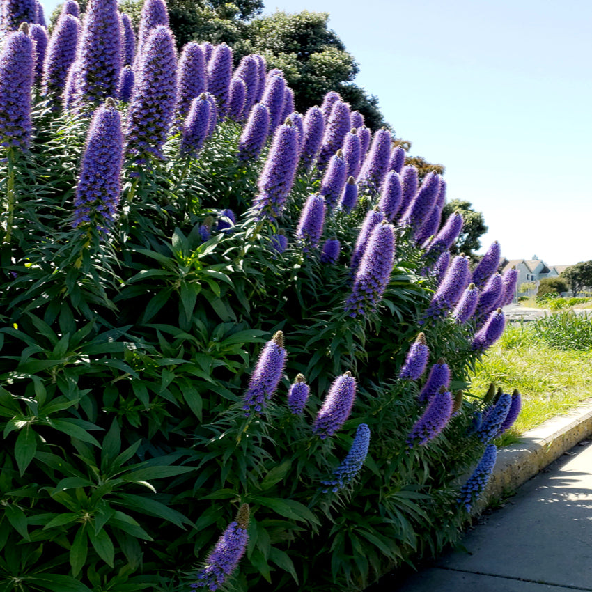 Purple Pride of Madeira flowering plants along a sidewalk with greenery and a clear sky.