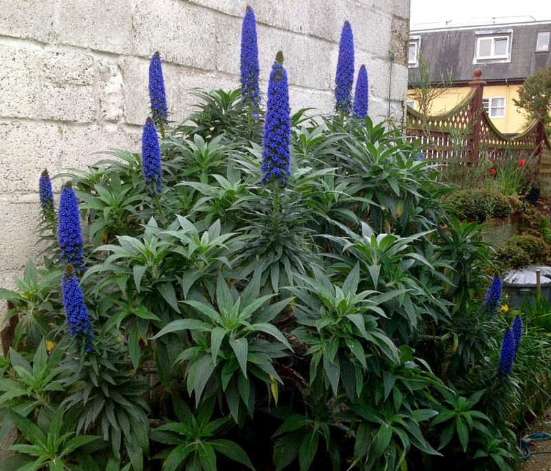 Garden scene with tall blue Pride of Madeira flowers and green foliage against a stone wall. (Echium fastuosum)