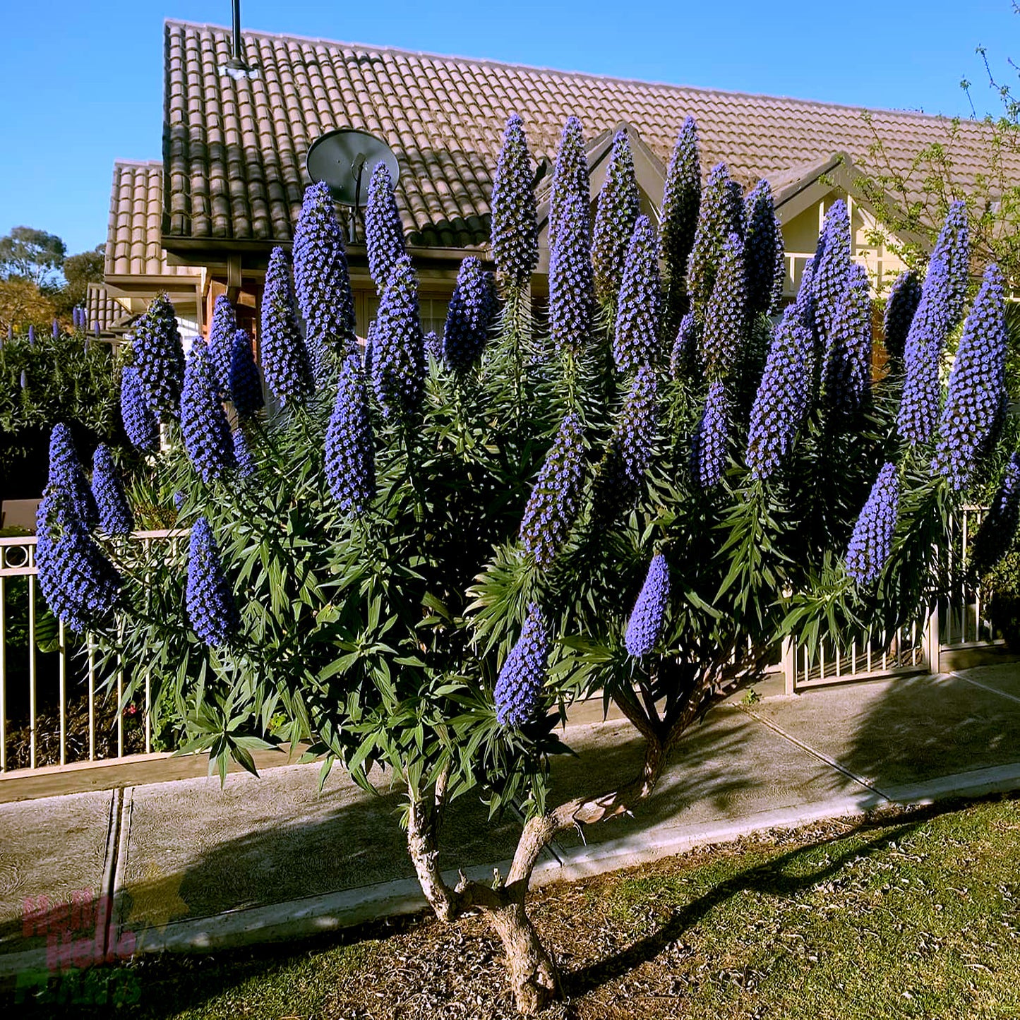 Purple Pride of Madeira flowering tree in a garden with a house in the background