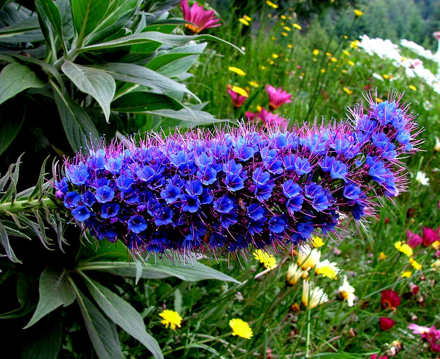 Close-up of a vibrant blue Tower of Jewels flower (Echium fastuosum) with green leaves and additional flowers in the background.