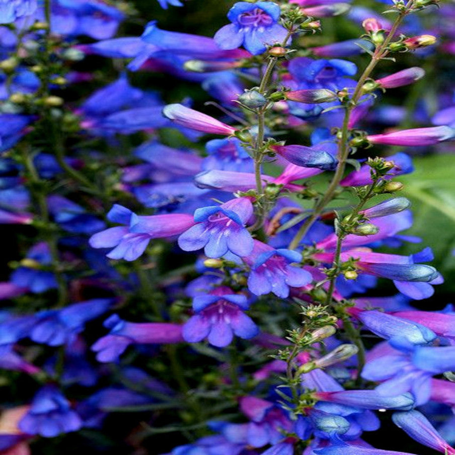 Close-up of blue and pink Blue Beard Tongue flowers with a blurred background. Penstemon spectabilis