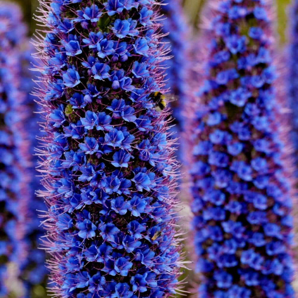 Close-up of a purple Pride of Madeira flower with a bee on it, surrounded by similar flowers. (Echium fastuosum)