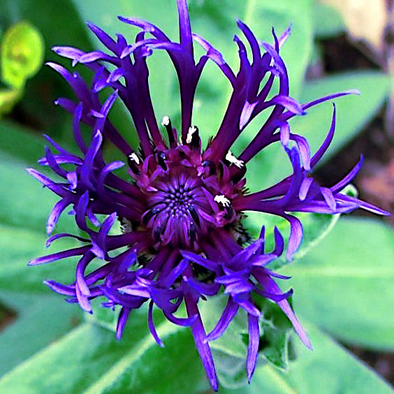 Close-up of a Mountain Blue Cornflower with green leaves in the background
