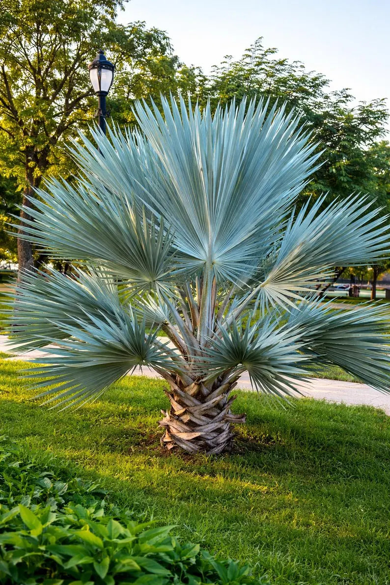 Mexican Blue Hesper fan palm in landscaping beside sidewalk and green grass. 
