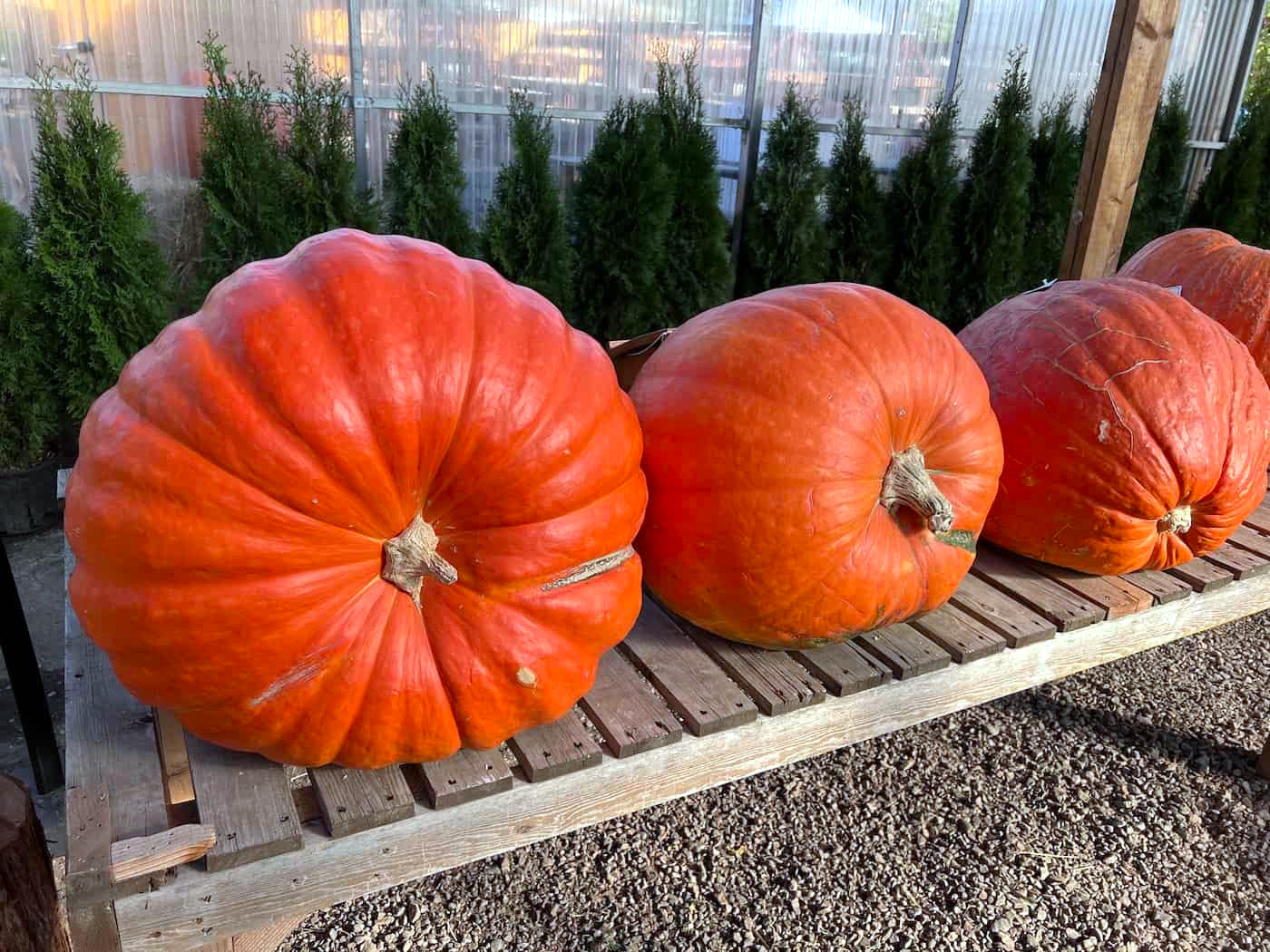 Three large Big Max pumpkins on a wooden pallet with a garden background