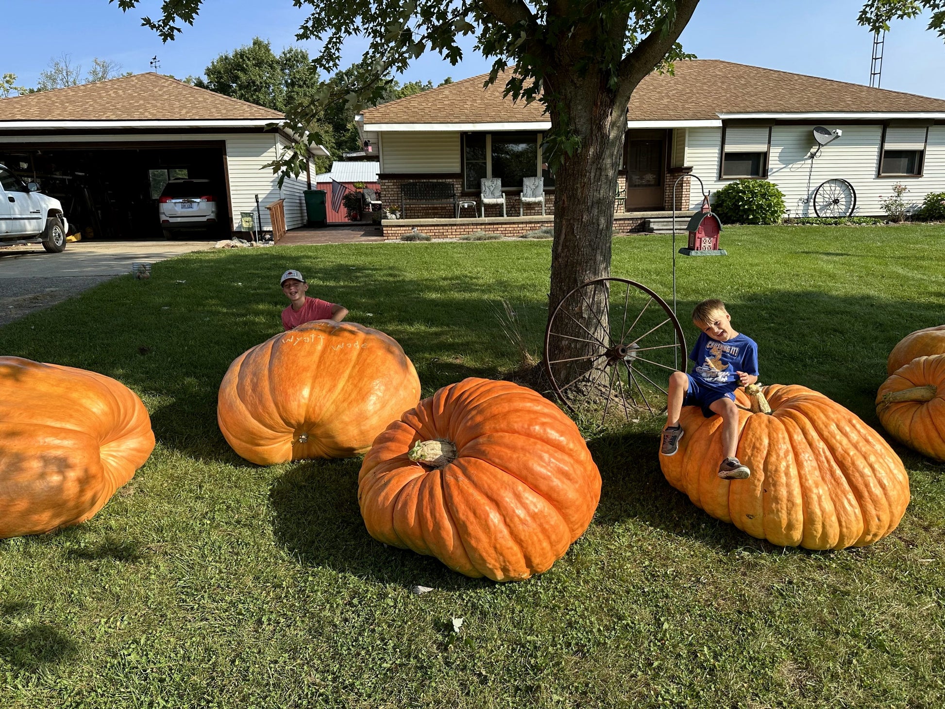 Two children sitting on large Big Max pumpkins in a grassy yard with a house in the background. (Cucurbita pepo)