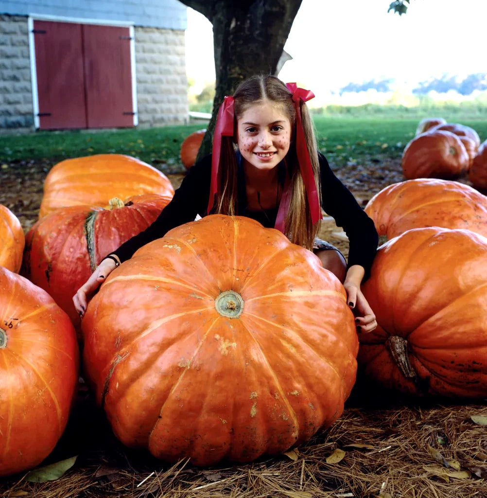 Young girl in a red dress with white polka dots sitting among large Big Max pumpkins. (Cucurbita pepo)