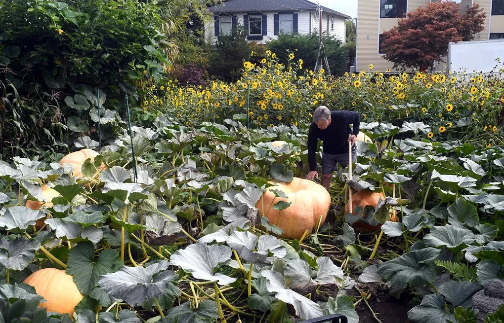 Person among Big Max pumpkin plants and sunflowers in a garden