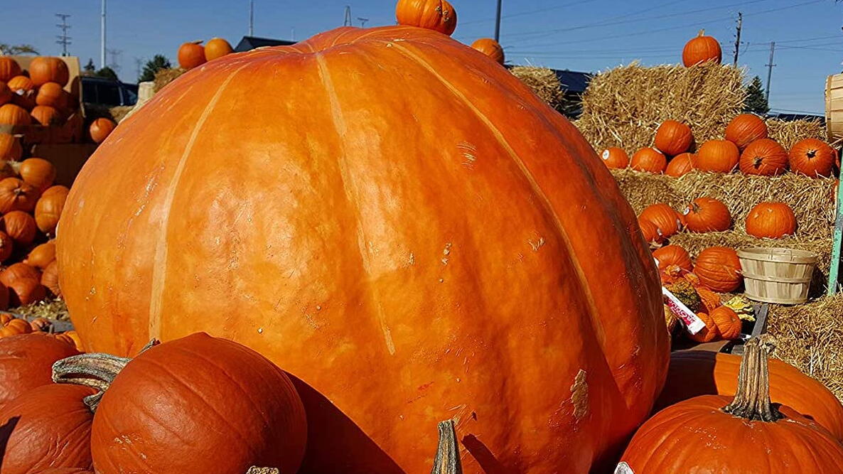 Large orange Big Max pumpkin in a field with other pumpkins and hay bales. (Cucurbita pepo)