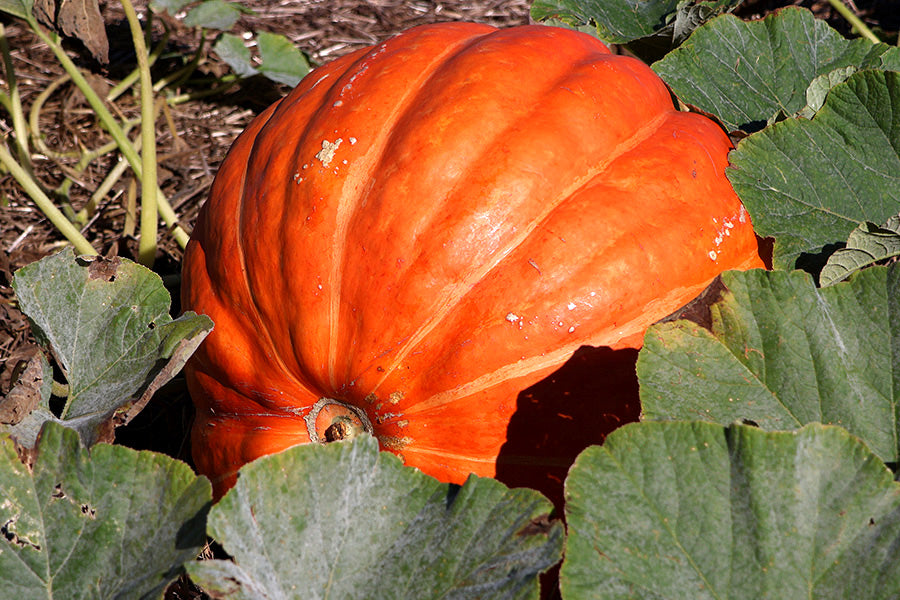Orange Big Max pumpkin surrounded by green leaves in a garden setting. (Cucurbita pepo)