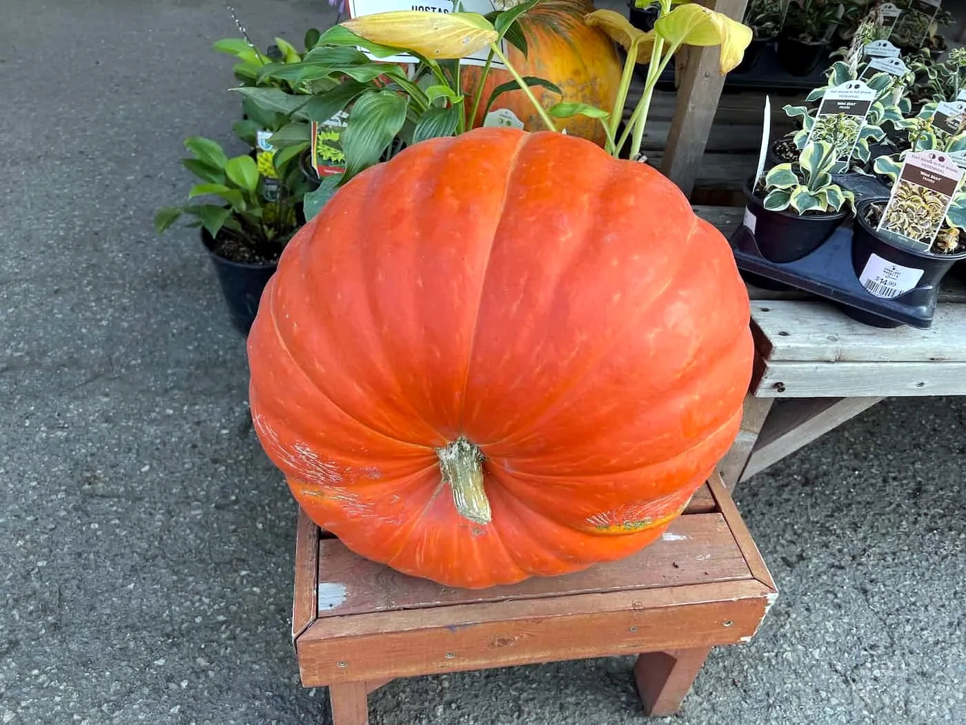 Large orange Big Max pumpkin on a wooden stool with plants in the background. (Cucurbita pepo)