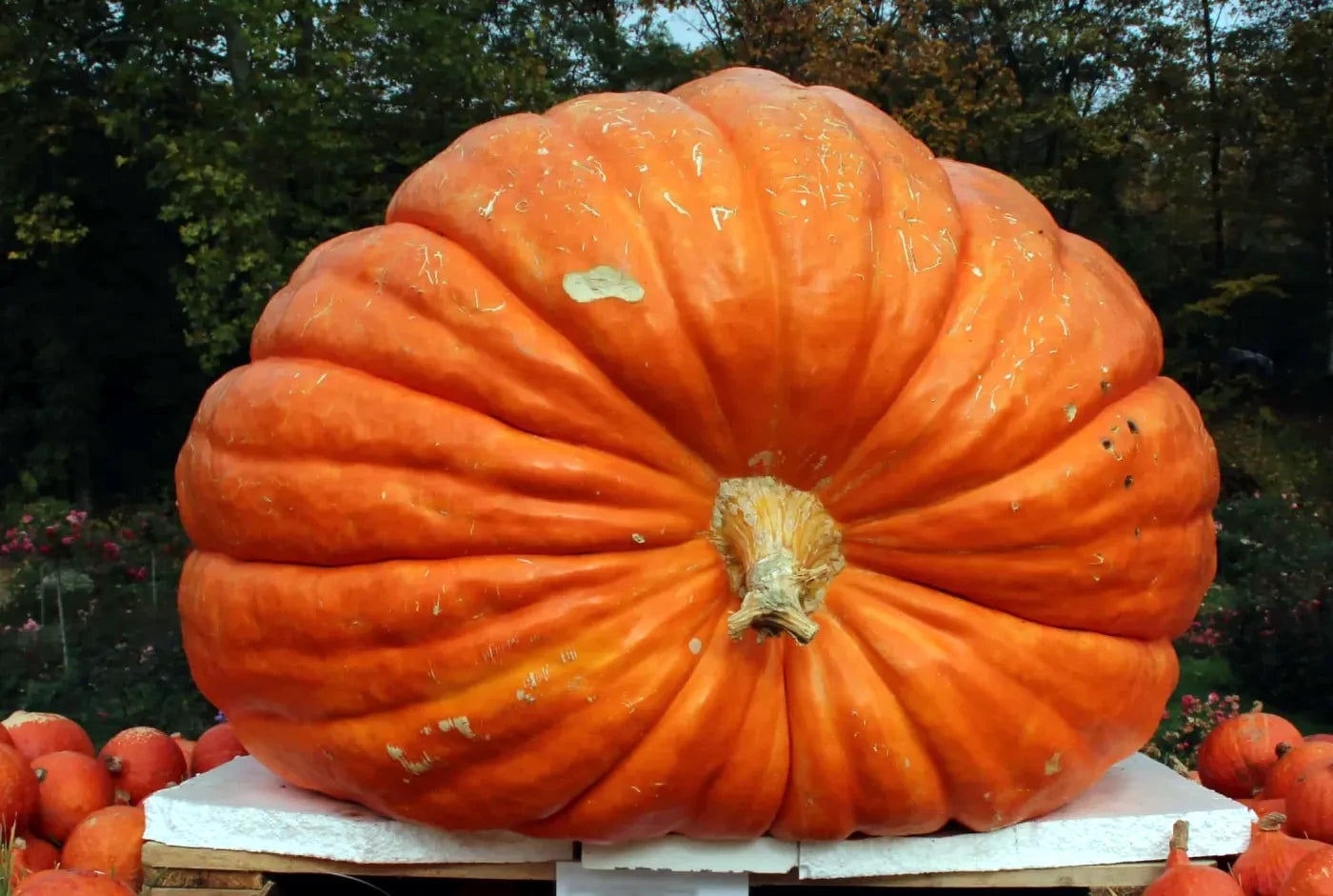 Large orange Big Max pumpkin on a wooden pallet with a blurred natural background